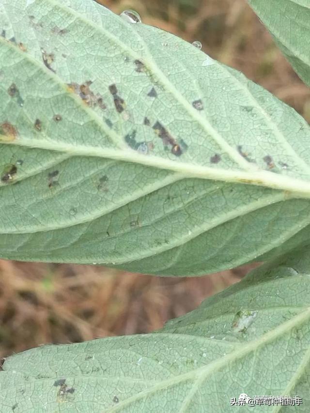 高温多雨，草莓育苗地细菌性病害多发，请注意防治1