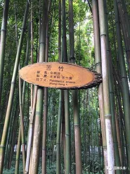竹子的种类 竹子的种类（竹子的种类及特点） 生活
