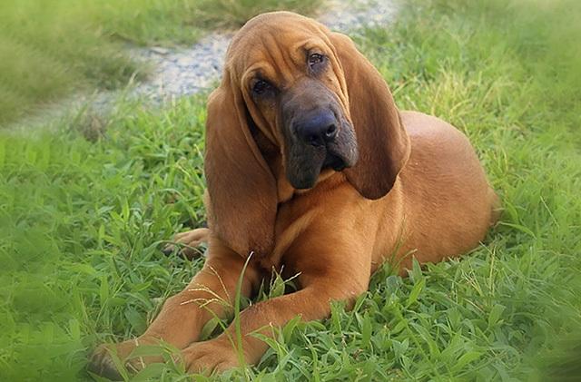 石家庄禁养大型犬的区域范围(长沙犬种禁养名单) - 小新网