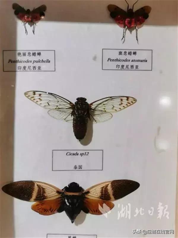 应城机械展