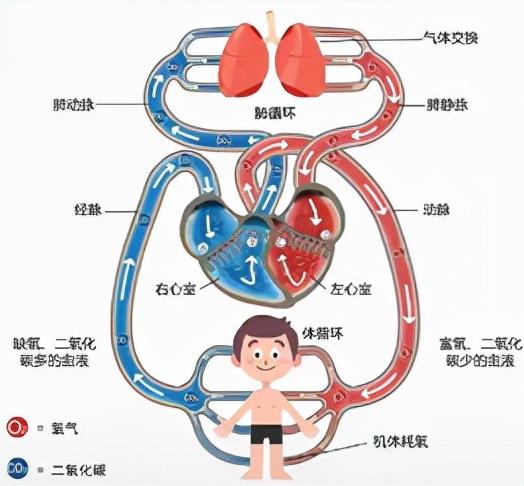 心脏是怎么长大的：第1篇——你怀了个“脏”宝宝