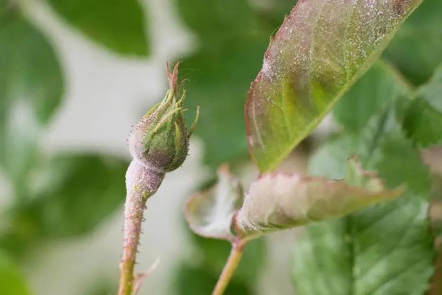 8种盆栽花卉容易感染的病虫害，用药的方法技巧指南，新手轻松学4