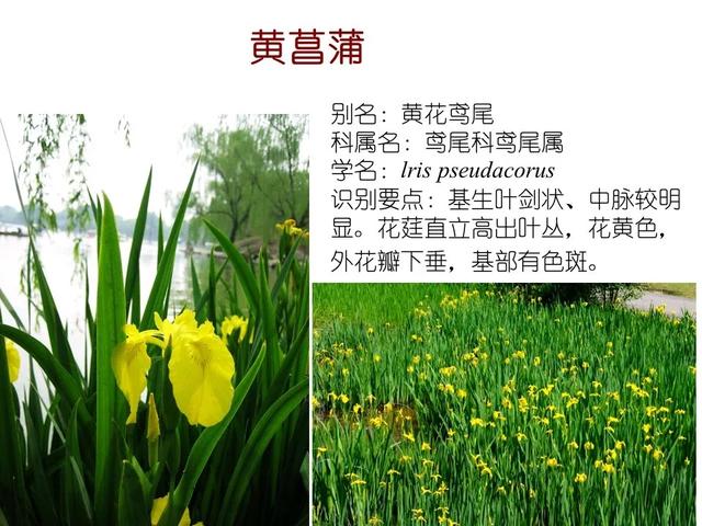 水生植物种类 水生植物种类（水生植物100种） 生活