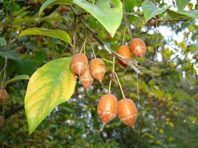 中药古今研究：安息香