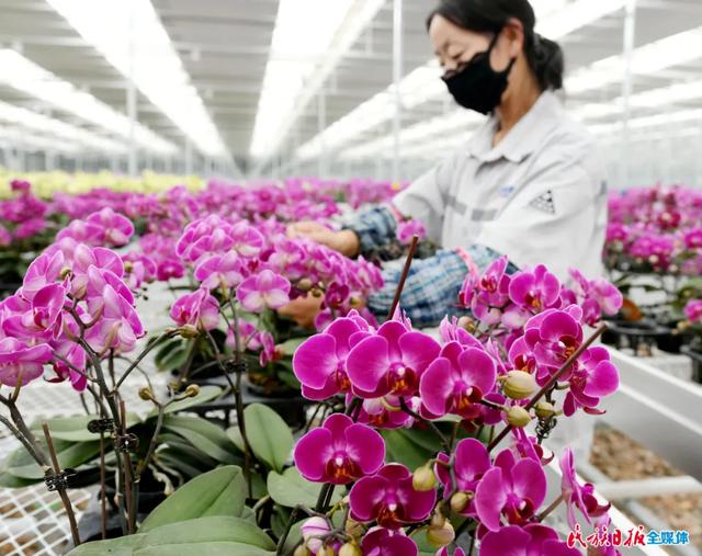 可年产300多万盆花 和政百益蝴蝶兰种植温室项目加速推进 Zh中文网