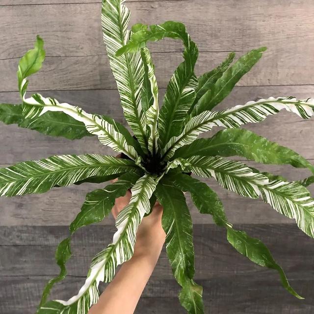 凤尾蕨 凤尾蕨（凤尾蕨的功效与作用） 生活