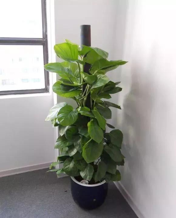 绿萝的养护方法