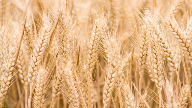 南方人比北方人更容易缺钙？用这种水泡米，有助钙吸收