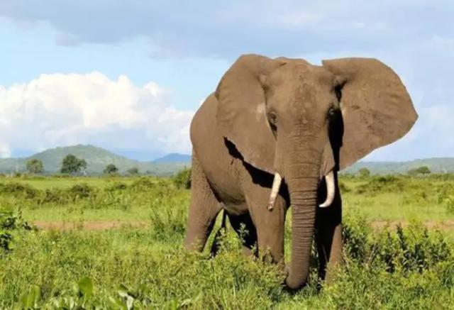 大象的寿命（大象的寿命有多少年?）