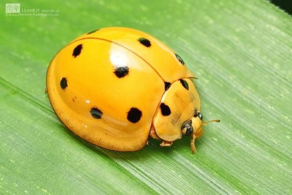 七星瓢虫简介悲惨的七星瓢虫活着当食物死后做巢穴