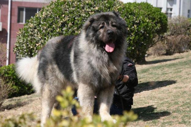 十大护卫犬 十大护卫犬（十大护卫犬排行榜） 动物