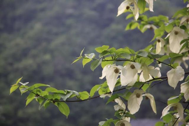 中国的鸽子树