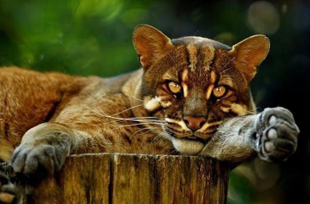 亚洲金猫 亚洲金猫（亚洲金猫可以家养吗） 动物