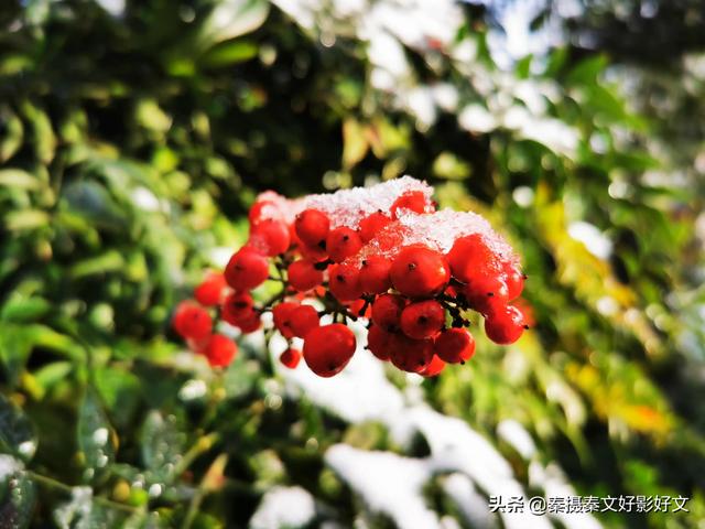 雪中红豆最相思