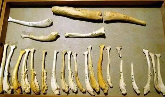 人類為什麼會失去 丁丁骨 這是進化優勢 還是倒退了 Kks資訊網