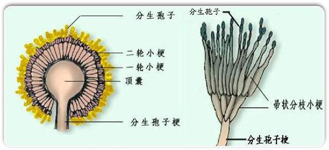 葡萄穗轴褐枯病你了解吗？科学防治可保花保果！3