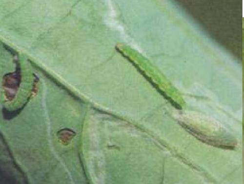 苏云金杆菌——号称BT的蔬菜常用杀虫剂，特效防治鳞翅目害虫幼虫4