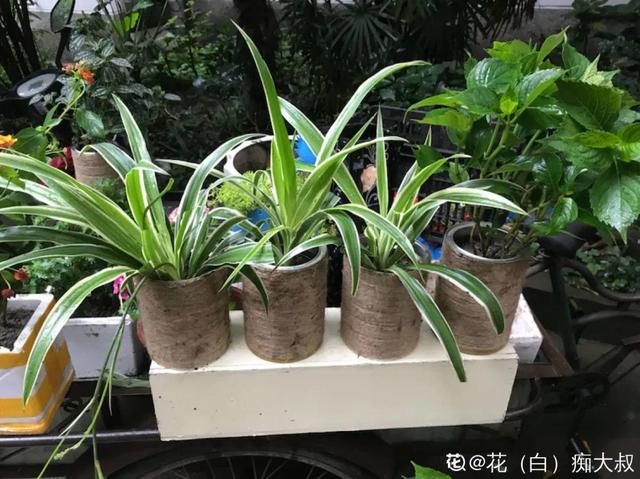 洗土豆机更换金刚砂