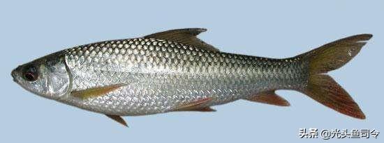 扁平圆形的鱼是什么鱼(身体扁平嘴是圆形的鱼)