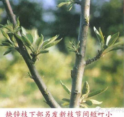 苹果树常见8种缺素症的表现及防治（图文版）10