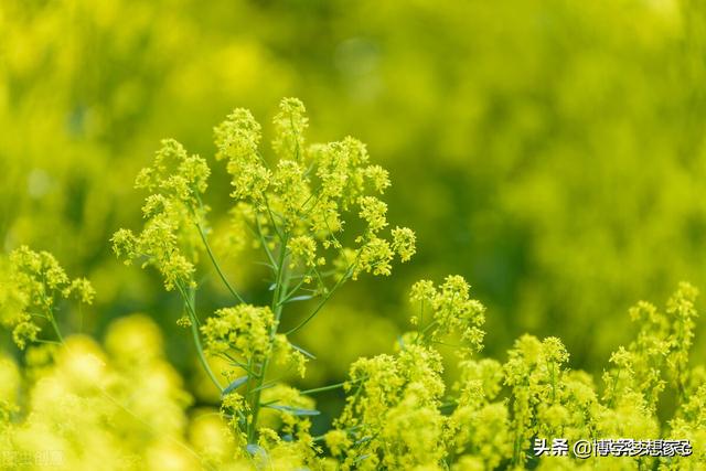 板蓝根能预防流行性感冒吗？小心吃出大毛病