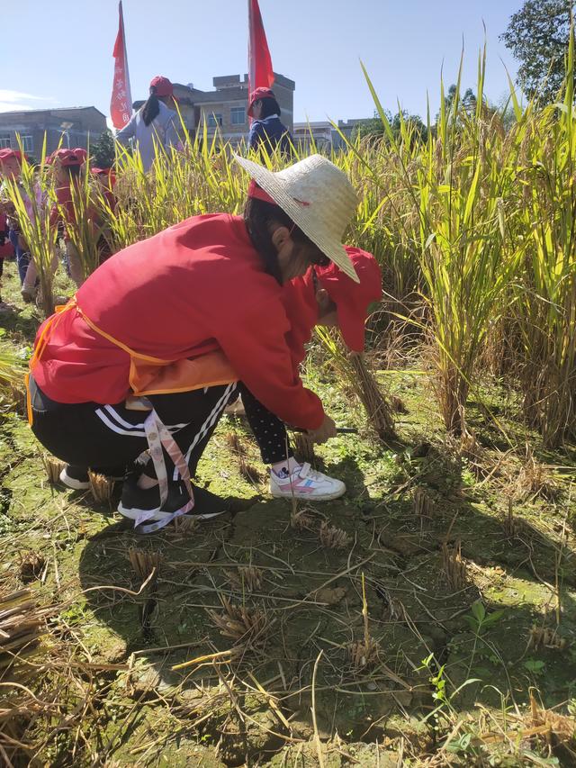 幼儿园的割水稻能手