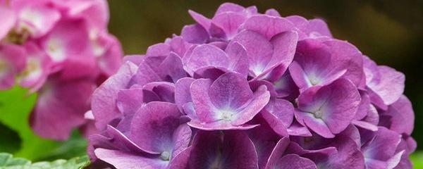 八仙花