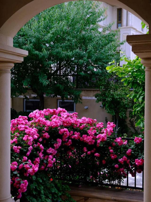 东北花友走遍欧洲著名花园 回国后建了座四季有花的北方花园 Zh中文网
