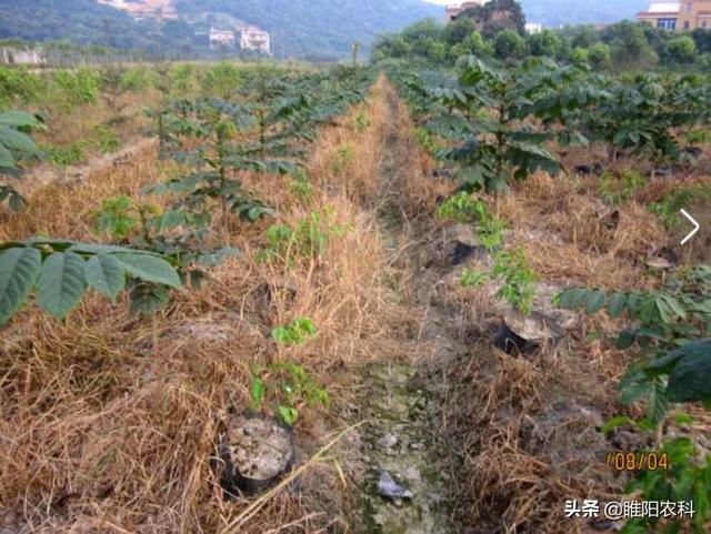 这个除草剂比百草枯还好，除草速度快，死草更彻底，持效期更长