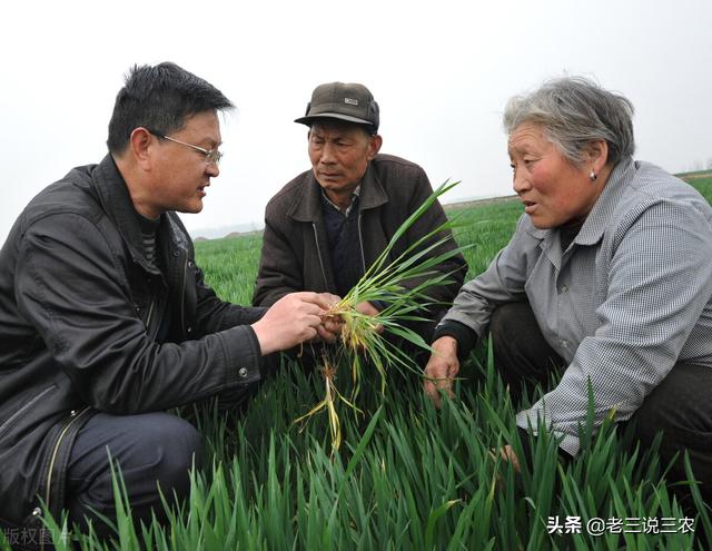 一个办法！解决小麦白粉病、纹枯病、锈病、赤霉病，亩收1200斤6