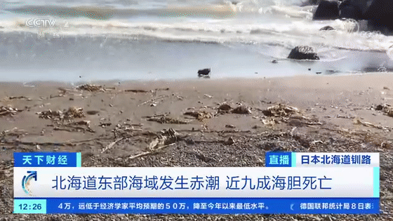 90 海膽死亡 000條鲑魚喪命 如果你想看災難的模樣 這就是了 Zh中文網