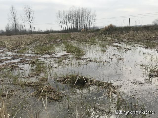 灭生除草怎么做？水稻田才能无残留、苗齐、苗壮无药害？