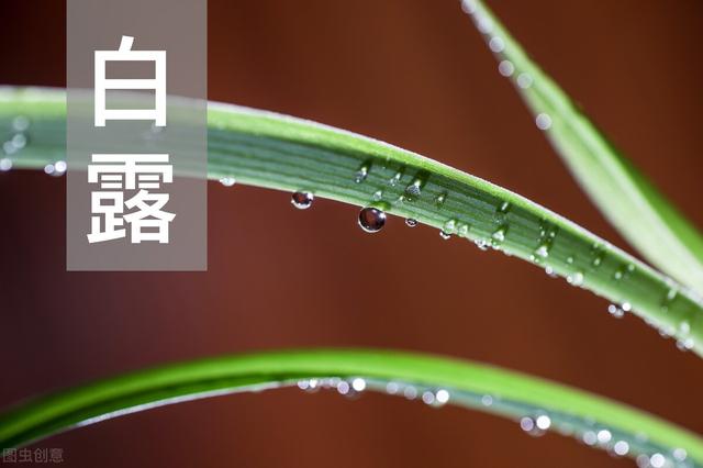 白露到，老话说：白露入秋起，“白食”最养人，老传统太讲究了