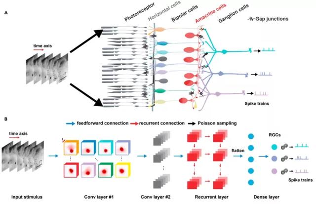 脑科学日报：睡觉也在学习！难怪婴儿学东西速度飞快