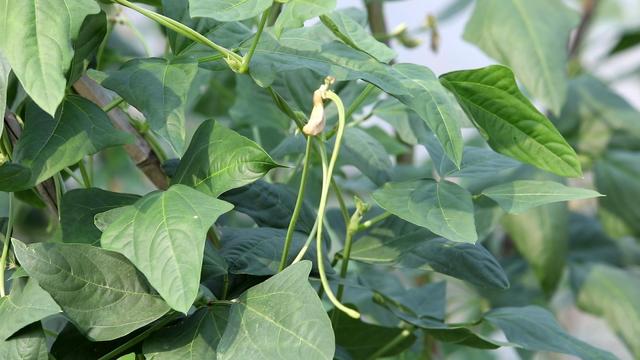 豆角种植常见的3种病害，农户越早预防，植株长势越好