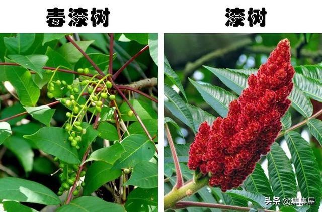 容易和其它植物混淆 接觸後可能帶來傷害的7種植物 Kks資訊網