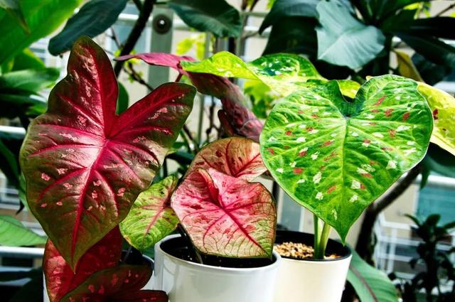花叶芋 花叶芋（花叶玉蝉） 生活