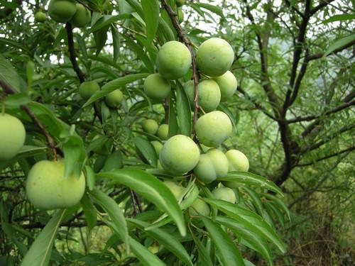 李子树花开的很多,座果率却很低?原因居然是这个,涨知识了!