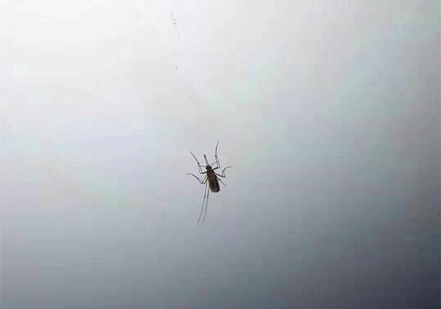 家里有大蜘蛛
