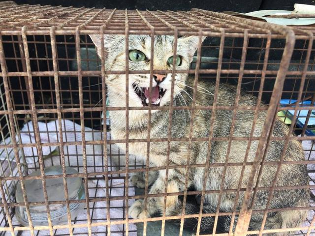 真猫皮大衣，暴利灰色的产业链背后，那么多的猫是哪来的？ - 全网搜