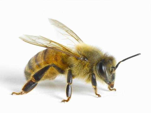 意蜂养殖技术要点 意蜂养殖，不可不知的8个最基础小知识，你都了解吗？