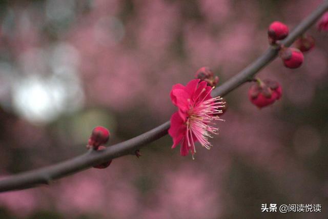 梅花的精神