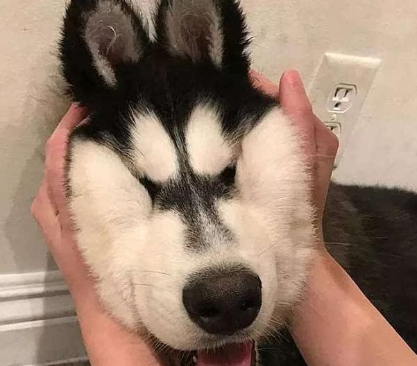 自己在家怎么逗狗玩(逗狗玩的正确方法)-艾拉养犬