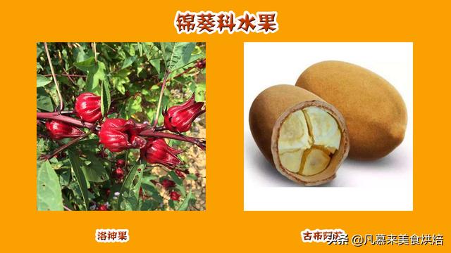 水果有哪些 水果有哪些（水果有哪些形状） 生活