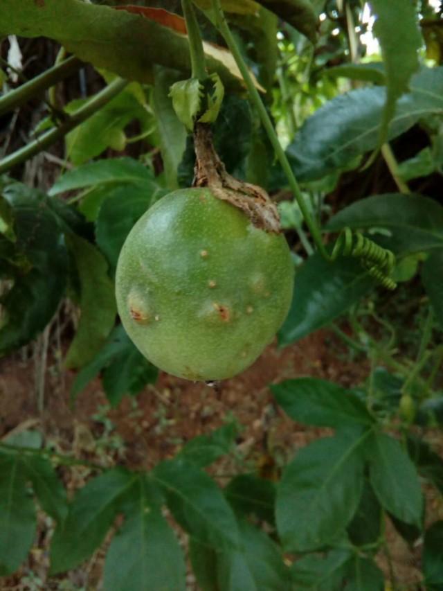 百香果长虫怎么办