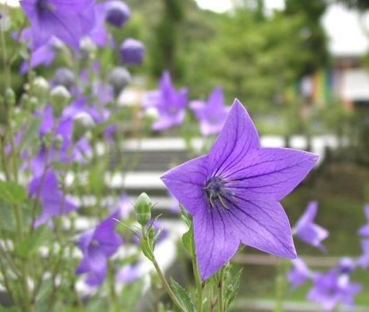 蓝色水菊