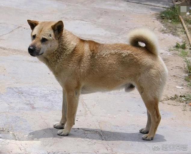 中华田园犬临死会离家出走 不给主人添麻烦 太阳信息网