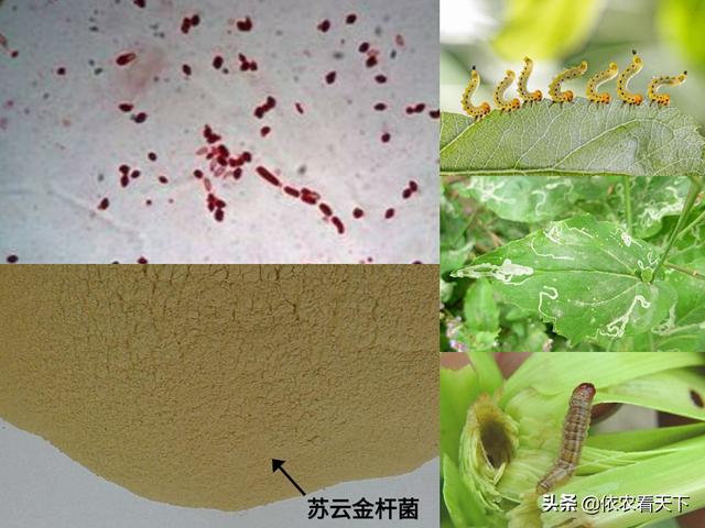 苏云金杆菌防虫效果虽好，但要想高效利用，使用前咱得先了解这些3