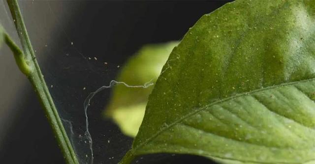 最近阴雨连绵，植物叶子容易长“锈斑”，教你正确预防和处理17