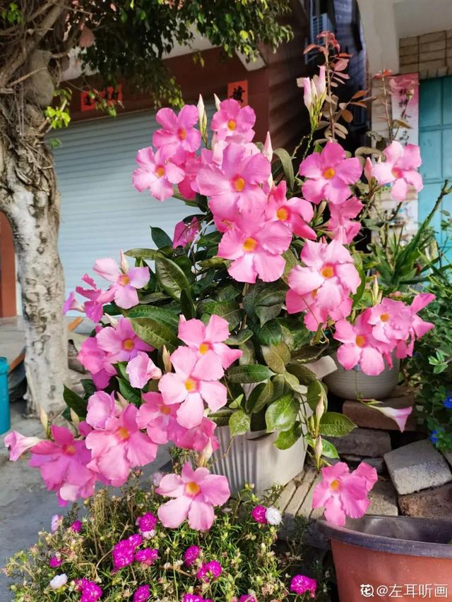 夏天开什么花有哪些（30种夏天开的花）